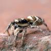 Salticus scenicus